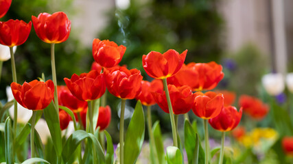 Obraz premium Beautiful of tulip flowers in the nature