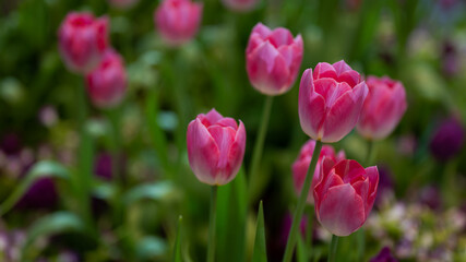 Fototapeta premium Beautiful of tulip flowers in the nature