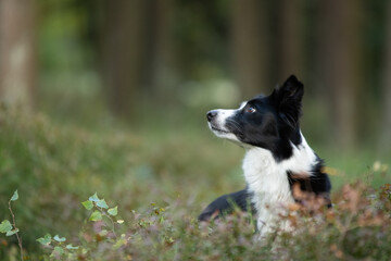Chien de race border collie dans la forêt
