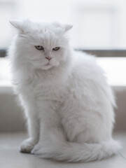portrait of beautiful white cat