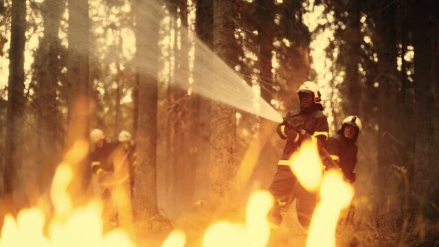 Experienced African American Firefighter Extinguishing a Wildland Fire Deep in a Forest. Professional in Safety Uniform and Helmet Using a Fire Hose to Battle Dangerous Wildfire.