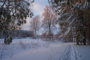 Trees covered with snow on frosty evening. Beautiful winter panorama