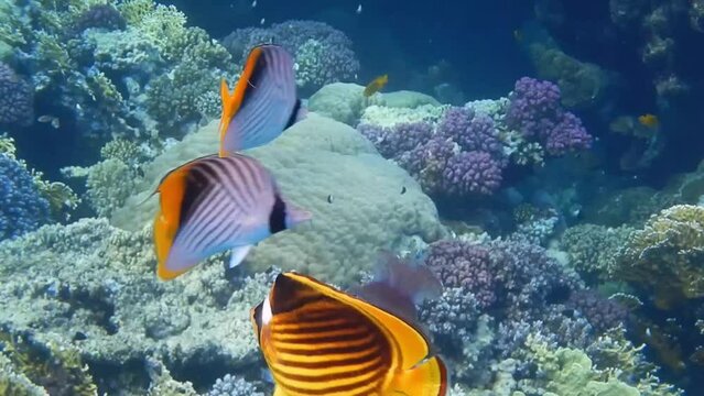 three butterfly fish eats a lilac crowned jellyfish in egypt