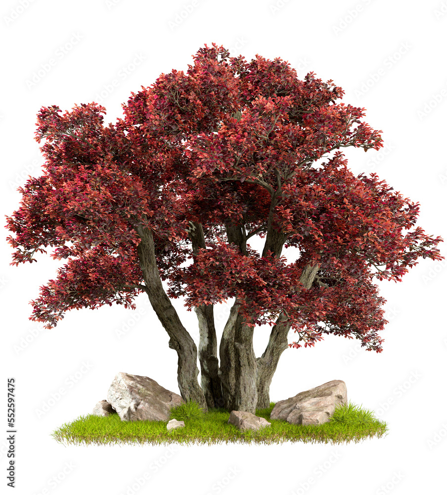 Poster autumn large tree composition design on green grass cut out transparent backgrounds 3d rendering