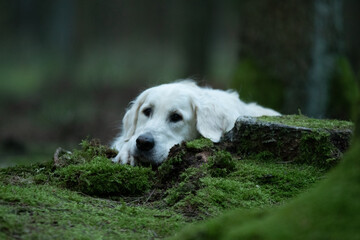 Chien de race golden retriever dans la forêt 