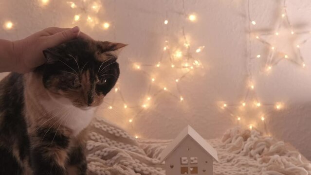beautiful three colors adult domestic tortoiseshell, chimera cat sitting on table, cozy creamy plaid, wooden house, looks around, concept love for animals, caring, shelter, keeping four-legged pets