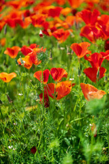 schscholzia californica, the California poppy