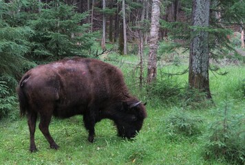  Animaux Canadiens