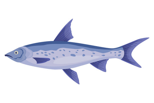 Fish sorts or types. Freshwater fish. Hand-drawn color illustration of inland fish. Commercial fish specie