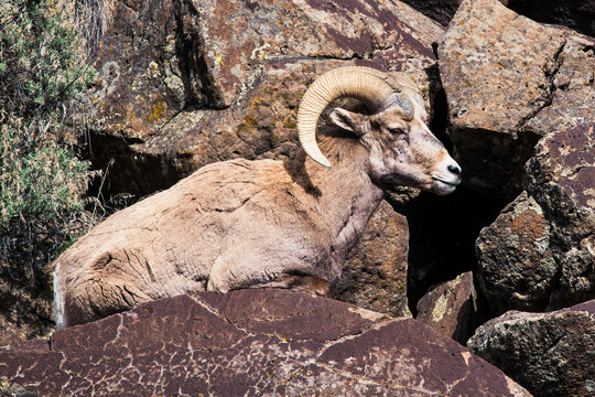 Bighorn sheep ram resting on top of a boulder in the Rio Grande Gorge