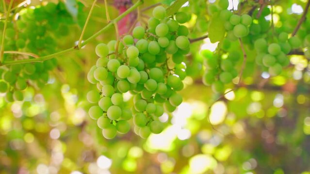 White juicy grapes grow close-up in a vineyard on a blurred background. Smooth parallax around a bunch of young grapes, sunny warm reflections