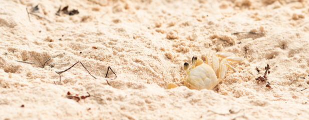 Atlantic ghost crab on sand.
