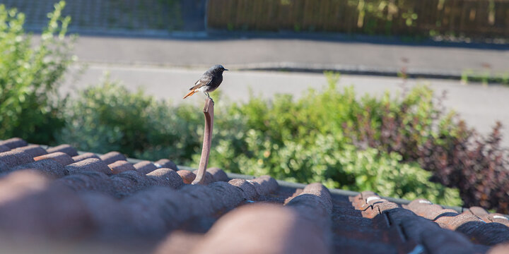 common redstart bird sitting on the house roof