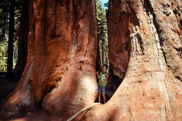 boy standing betwee twee giant sequoia trees, california