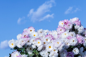 青空と晩秋の菊の花
