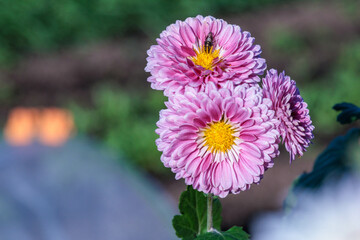 晩秋の菊の花