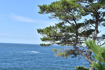 Obraz na płótnie Canvas tree on the beach