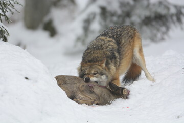 Wolf mit Beute
