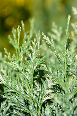 Lawsons Cypress Pearly Swirls branches