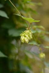 Common hop fruit