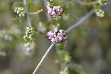 Autumn heather pink flowers
