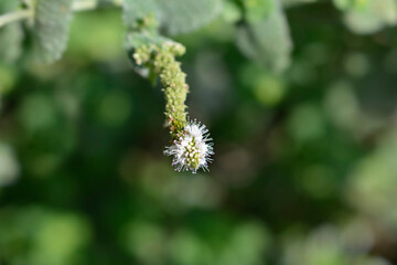 Pineapple mint flower