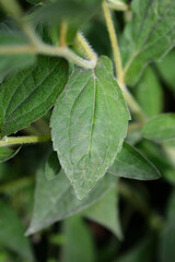 Deams coneflower leaves
