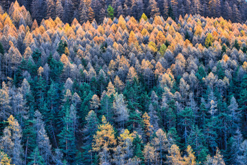 Trunks and larix in autumn