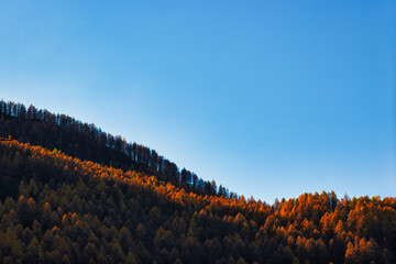 Trunks and larix in autumn