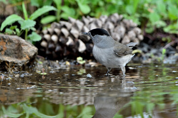 curruca capirotada (Sylvia atricapilla) en el estanque del bosque 