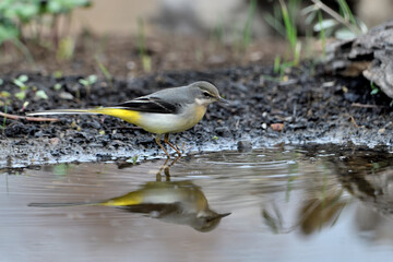 lavandera cascadeña comiendo y bañándose en el estanque de parque (motacilla cinerea). Guaro Andalucía España