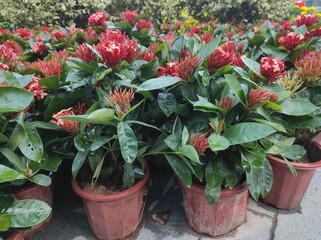 Ashoka or Saraca asoca flower seeds in flower pots.