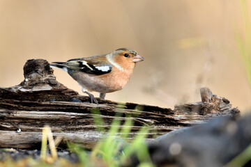 pinzón vulgar (Fringilla coelebs) en un tronco Guaro Andalucía España