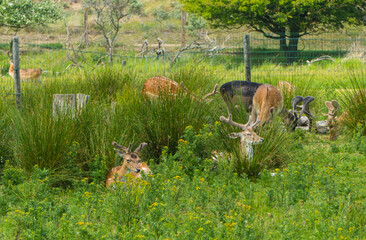 Deer laying in Grass