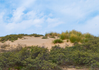 Fototapeta na wymiar Dune Landscape Netherlands 