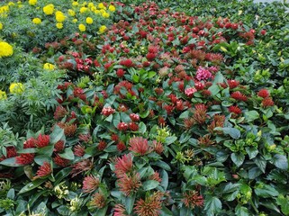 Ashoka or Saraca asoca flower seeds in flower pots.