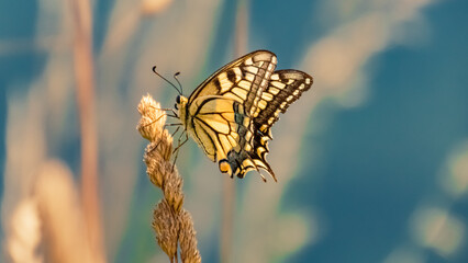 Papilio machaon, common yellow swallowtail butterfly, at the famous Schmittenhoehe summit, Zell am...