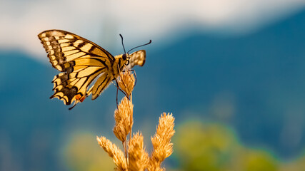 Papilio machaon, common yellow swallowtail butterfly, at the famous Schmittenhoehe summit, Zell am See, Salzburg, Austria