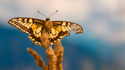 Papilio machaon, common yellow swallowtail butterfly, at the famous Schmittenhoehe summit, Zell am See, Salzburg, Austria