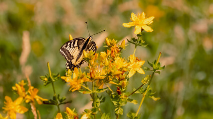 Papilio machaon, common yellow swallowtail butterfly, at the famous Schmittenhoehe summit, Zell am See, Salzburg, Austria