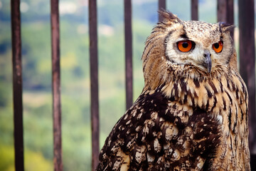 gufo animali