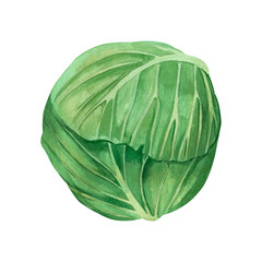 Green cabbage. Green color cabbage, hand drawn in watercolor on a white background. Suitable for printing on dishes, in books, on fabrics, for design and creativity.