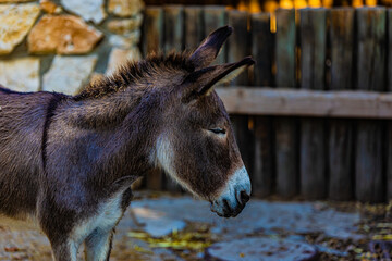 Fototapeta premium portrait of a donkey
