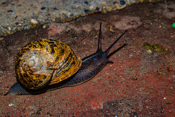 snail on a stone close up
