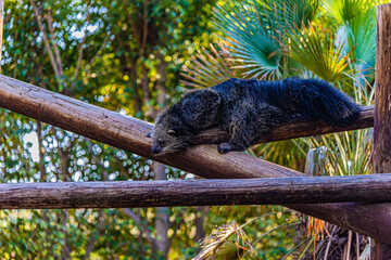 binturong lies on a log