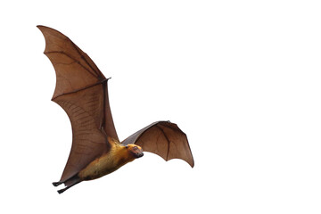 Bat flying isolated on transparent background png file