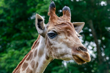 Close up of a giraffe in front of some green trees, looking at the camera. 
