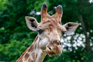 Close up of a giraffe in front of some green trees, looking at the camera. 