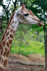 Close up of a giraffe in front of some green trees, looking at the camera. 