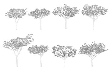 Minimal style cad tree line drawing, Side view, set of graphics trees elements outline symbol for architecture and landscape design drawing. Vector illustration in stroke fill in white. Tropical, stre
